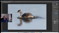 How To Edit Bird Photos using Lightroom And Photoshop. Start to Finish.