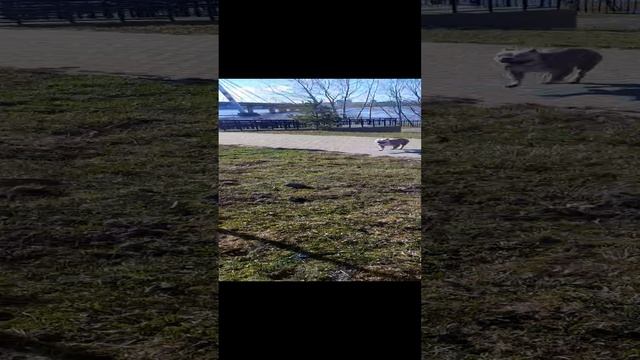 Буллочки развлекаются!!