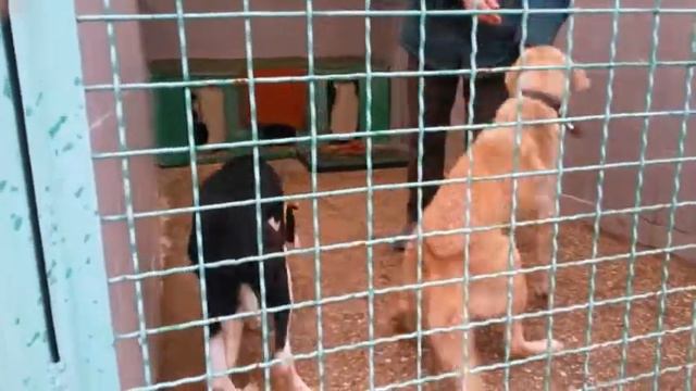 Собака не доверяет рукам