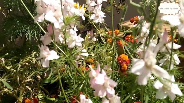 How to grow and care Larkspur \Dolphinium Winter flowering plants #TubssamTerraceGardening