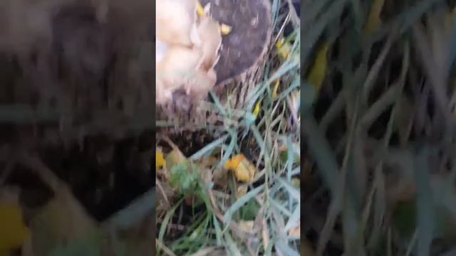 1 Урожай вешенок на пнях. Осень 2016г.