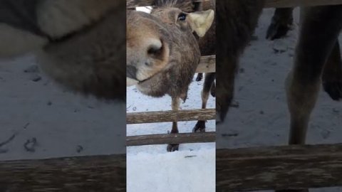 Как правильно покормить лося.