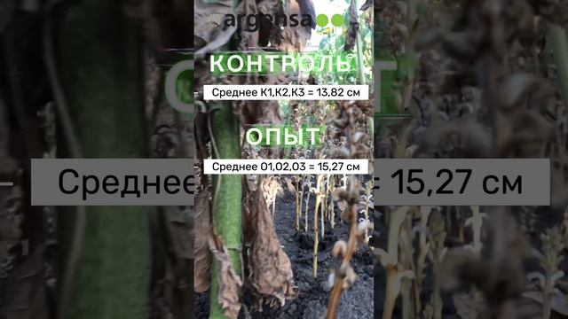 Опыт на сортовом подсолнечнике 2024