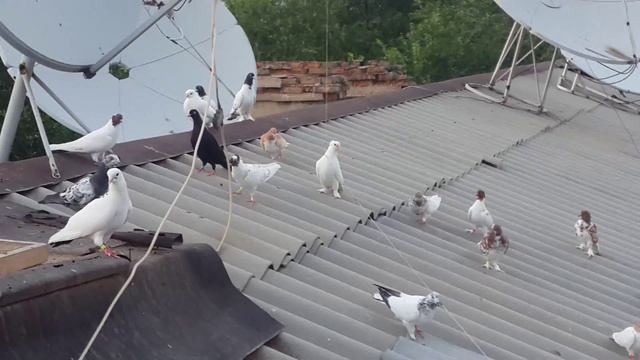 Бакинцы Пакистанцы