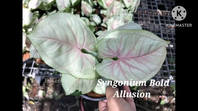 Types of Syngonium Plants