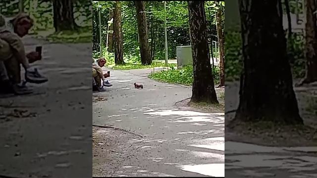 Москва, парк Рассказовка.