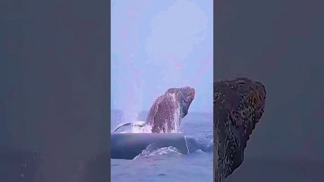 VID_20230505_093149_210.mp4