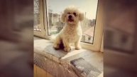 Моя собака 🐶 Ельза