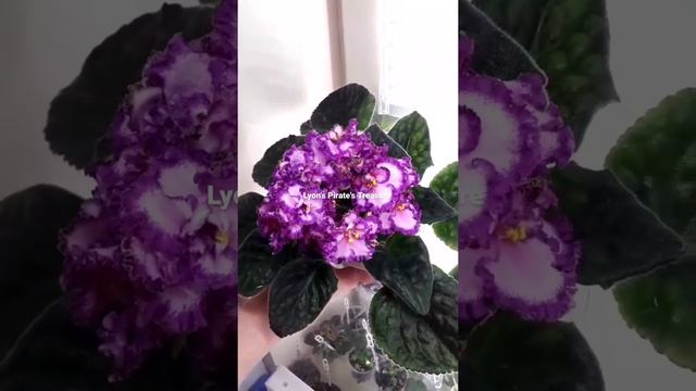 Фиалка Lyon's Pirate's Treasure