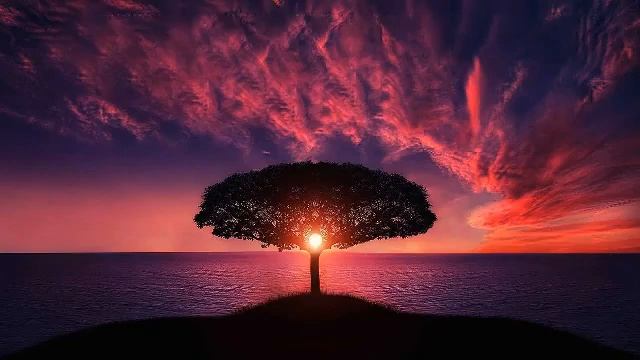 Musique Pour Dormir   Détente   Relaxation  et  Sommeil Très Profond