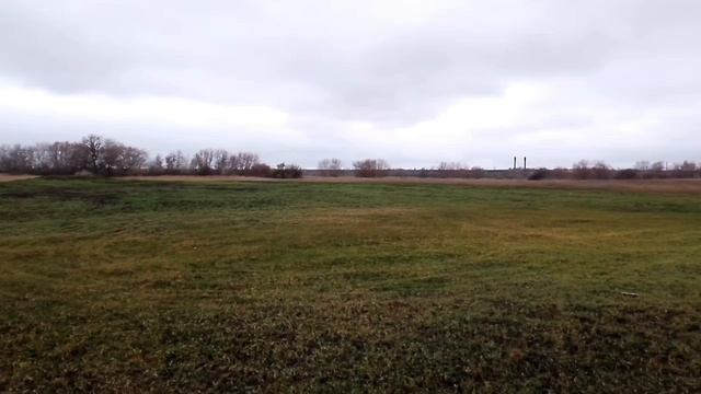 Козы