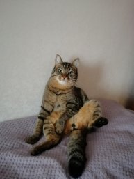 Котик мнет лапки и тапки.