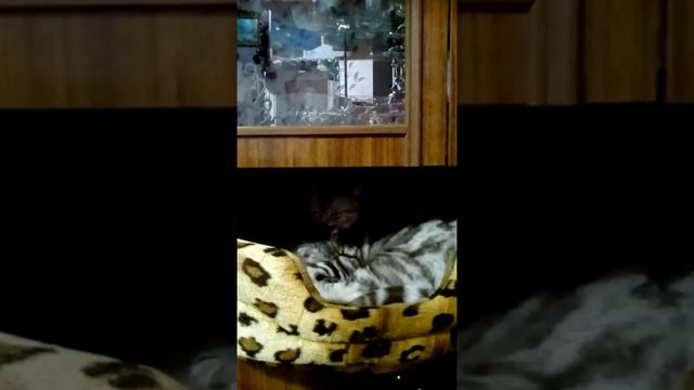 Шотландский кот моет своего друга котёнка.