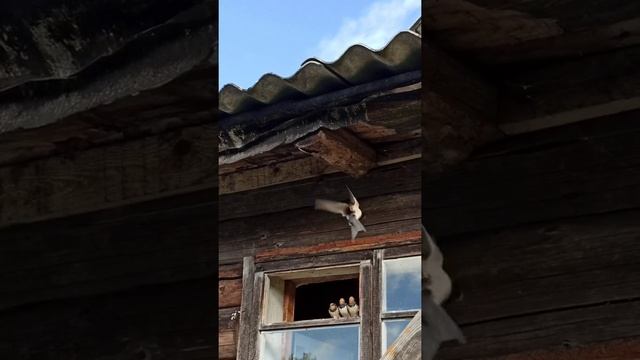 Четвертый вернулся. Птенцы. Ласточки.