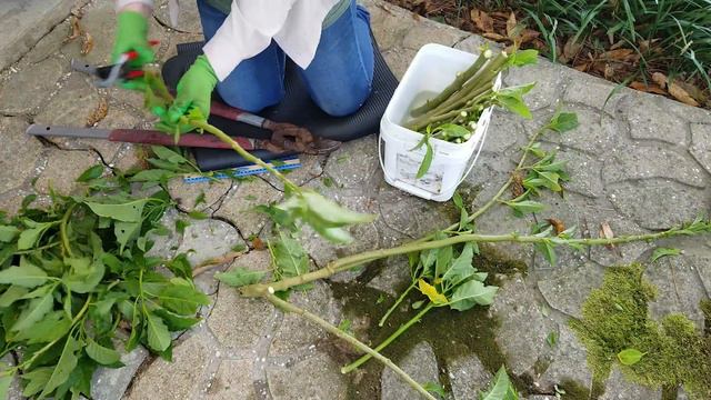 Cutting Brugmansia Back for Winter and Rooting