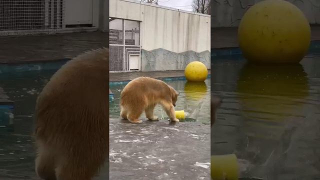 Медведица Айка ныряет!! Супер!!!