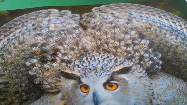 филин и сова в деле! эти ребята не боятся даже леопардов!