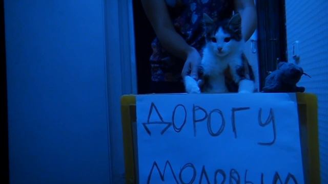 Кандидат в президенты мира домашних животных, Лиза