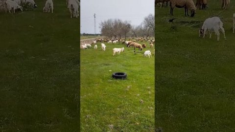 Козочки и овечки гуляют на свежей травке