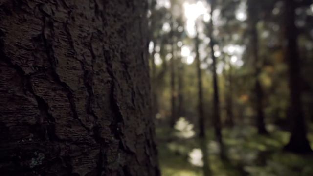 TREE 4K RELAX