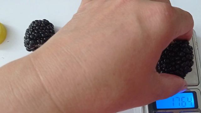 Плодоношение Блек Джем. Взвешивание ягод.