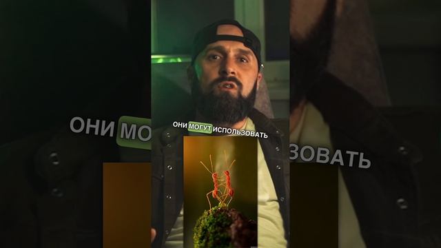Муравьи и их коммуникация