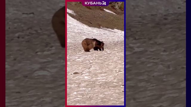 В Кавказском заповеднике считают медведей