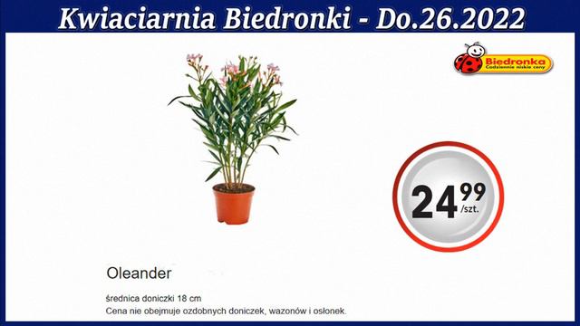 Biedronka | Kwiatowe Inspiracje Biedronki | Nowa Oferta Promocyjna Od Czwartku 23 Czerwca 2022
