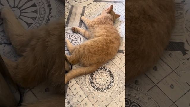 Кошачья мята в действии  как из злого кота сделать доброго