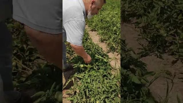 Xabl F1 pomidor hibridi. Saatlı Azərbaycan. Гибрид томата Хабл Ф1 Саатлы Азербайджан.