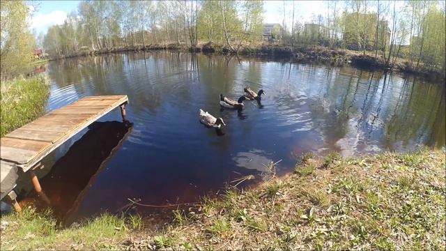 VLOG Наш огород и вечерний гость! Alena'sDays