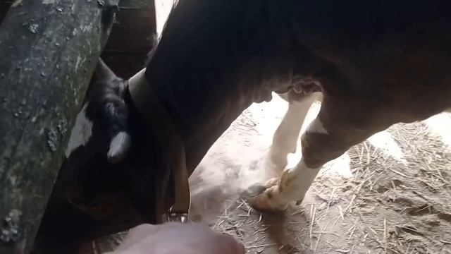 Соня, малыш.Наши коровки и огород#деревнянапозитиве