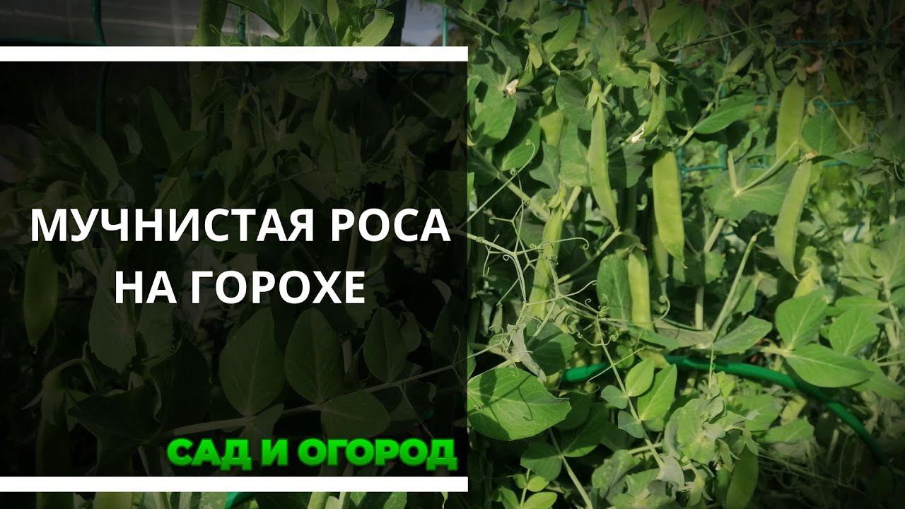 Борьба с мучнистой росой на горохе