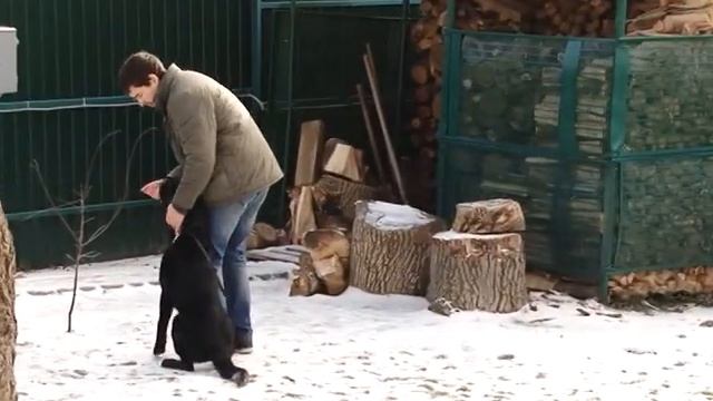 Немецкая овчарка Оскар