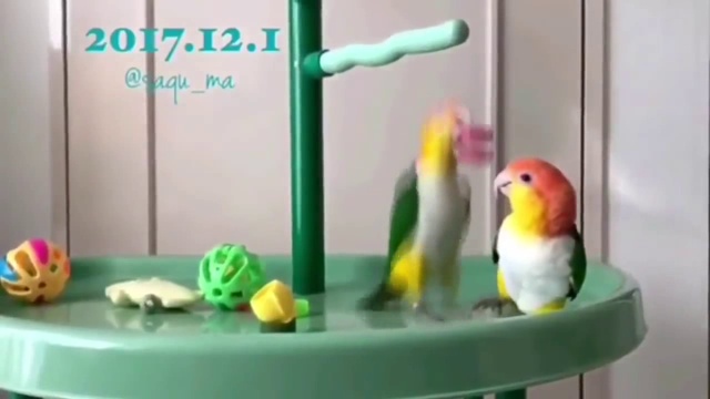 Очень забавные животные 2018