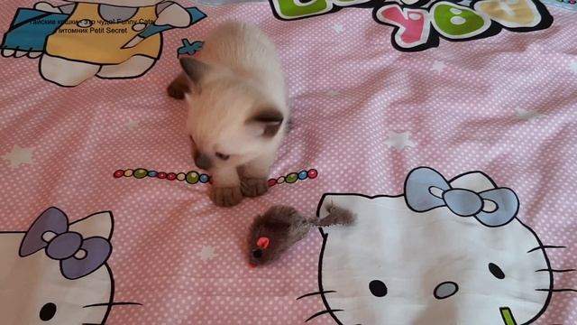 Тайские котята впервые без мамы! Тайские кошки - это чудо! Funny Cats