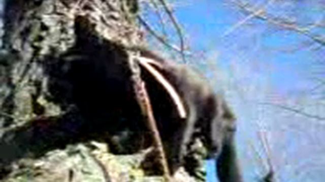 БАРИ КОТ  НА ДЕРЕВЕ 110412