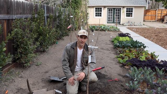 How To Plant, Prune, And Irrigate Fruit Trees  EVERYTHING YOU NEED TO KNOW