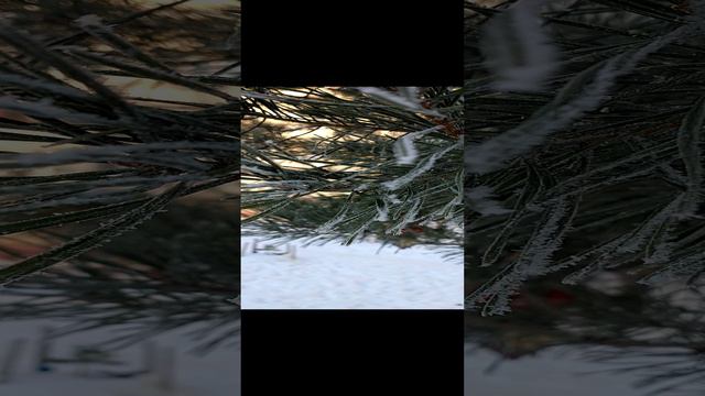 сосна.mp4