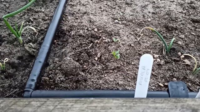 Osłonięcie upraw agrowłókniną wiosenną na grządkach podwyższonych