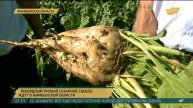 Жамбылские аграрии рассчитывают на рекордный урожай сахарной свёклы
