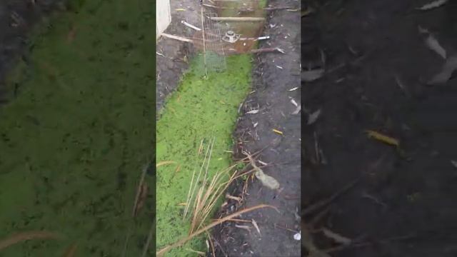 вода пеница после добавления 1кг соли в пруду