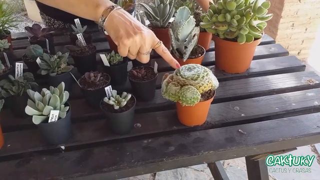 Crassas para Coleccionistas Julio 2019 | Caktuky