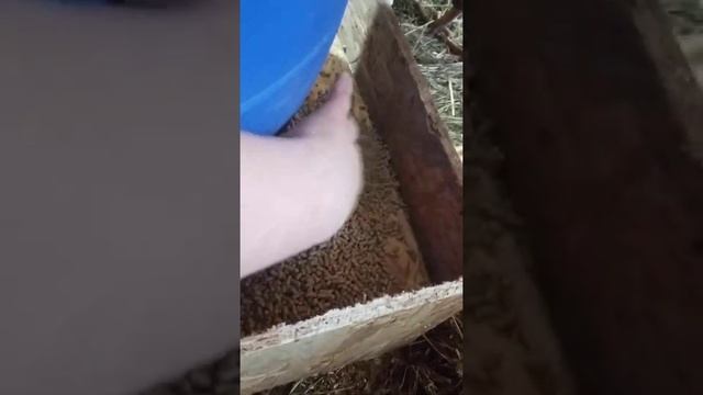Бункерная кормушка своими руками для большго количества кур