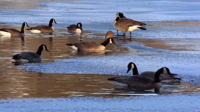 Relax videos / Animals in the wild /Релакс видео / Животные в дикой природе