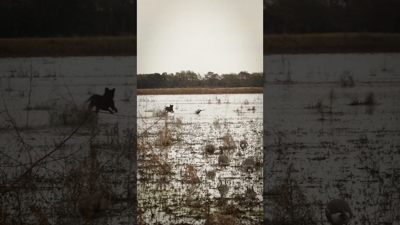 Охота на гусей Waterfowl hunting  #waterfowlhunting #goosehunting