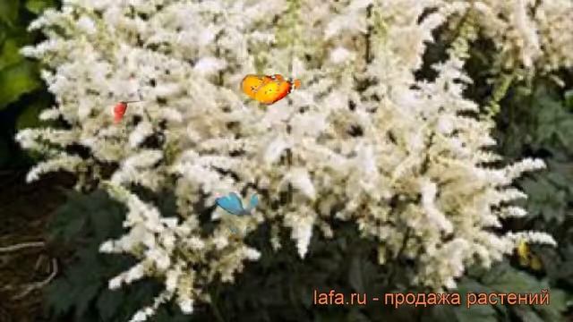 Астильба китайская Вижнс ин Вайт ? обзор: как сажать, рассада, саженцы астильбы Вижнс ин Вайт