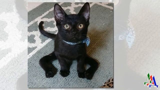 Трехлапая кошка родила котенка с необычной аномалией, и это привело к тому, что он не ходил…