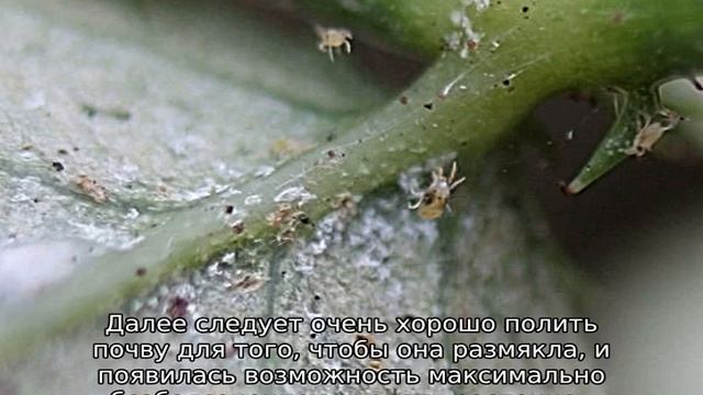 Как пересадить жасмин на другое место