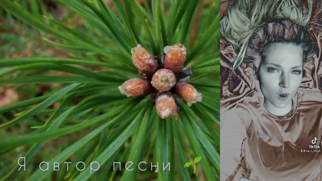 Я автор песни. Травы. Деревья. Сила Растений. Я Древо.